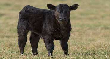 May Cattle on Feed: Dressed Weights, Drought, and Disruptions to Trade