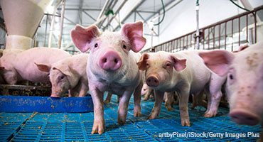 Ontario Monthly Hog Market Facts – May 2025
