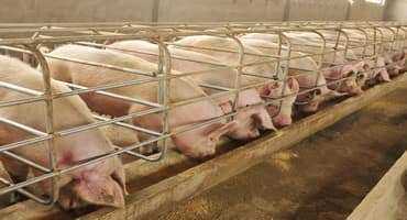 Ontario Monthly Hog Market Facts – May 2025