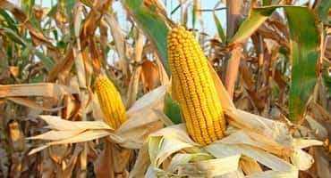 World Food Commodity Prices Lower in May 