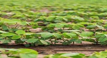 World Food Commodity Prices Lower in May 