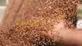 Market Monitor: Wheat Price Outlook